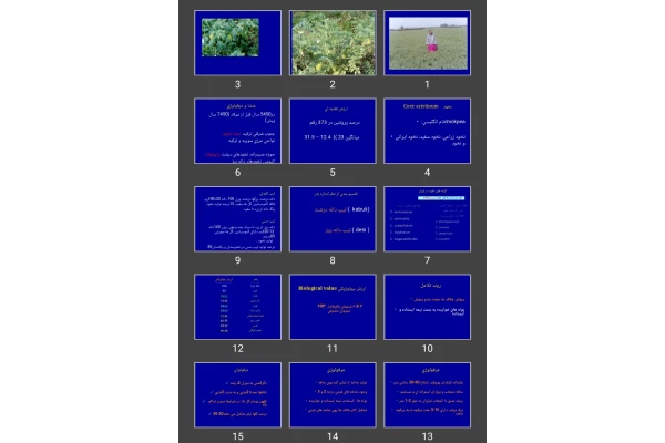 پاورپوینت نخود chickpea