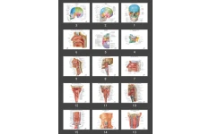 پاورپوینت Respiratory system دستگاه تنفسی