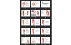 پاورپوینت Muscles of the Lower Limb