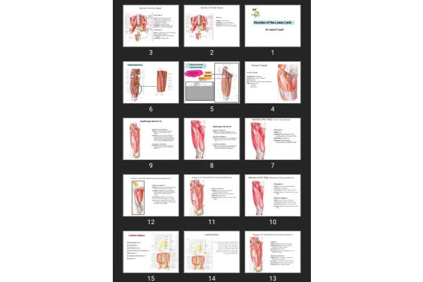 پاورپوینت Muscles of the Lower Limb