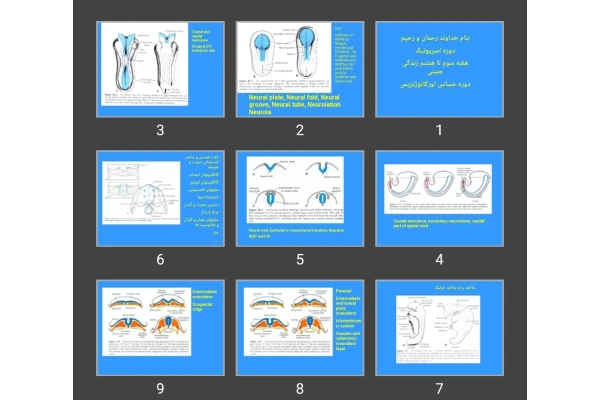 پاورپوینت دوره امبریونیک هفته سوم تا هشتم زندگی جنینی دوره حساس اورگانوژنزیس