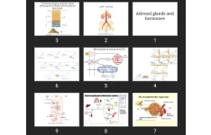 پاورپوینت Adrenal glands and hormones