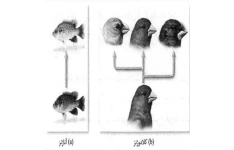 گونه و گونه زایی(پاورپوینت)