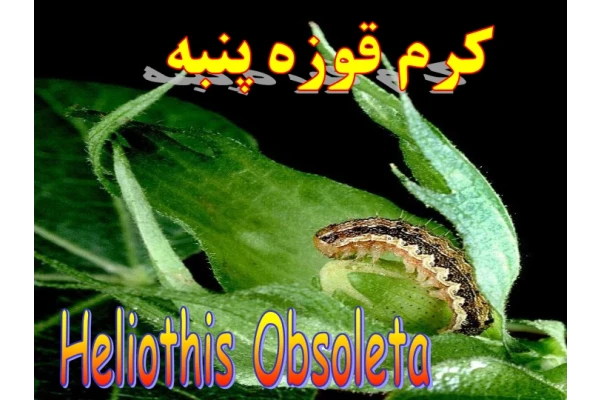 📝جزوه: کرم قوزه پنبه          🖊ارسالی اعضا           🏛 دانشگاه آزاد                (نسخه کامل)✅
