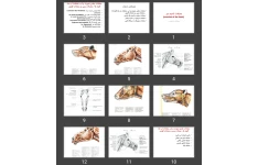 پاورپوینت عضلات ناحیه سر حیوانات (muscles of the head)