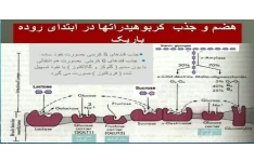 پاورپوینت هضم وجذب مواد (کربوهیدراتها ، پروتئین ها و چربی ها) با قابلیت ویرایش