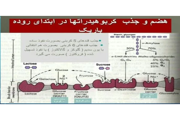 پاورپوینت هضم وجذب مواد (کربوهیدراتها ، پروتئین ها و چربی ها) با قابلیت ویرایش