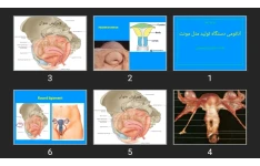 پاورپوینت آناتومی دستگاه تولید مثل مونث