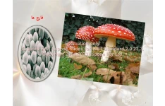 پاورپوینت قارچ ها      تعداد اسلاید : 10      نسخه کامل✅