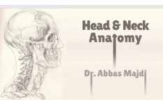 جزوه Head and Neck Anatomy