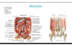 پاورپوینت Posterior Abdominal Wall