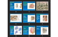 پاورپوینت Nose and Pharynx