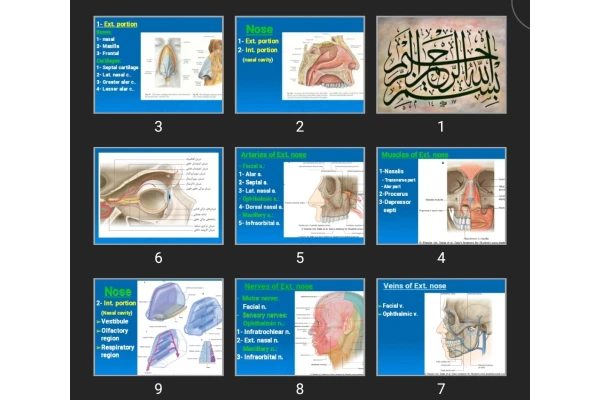پاورپوینت Nose and Pharynx