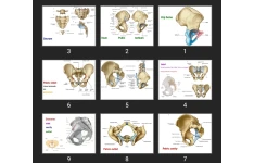 پاورپوینت Pelvis bone & muscle