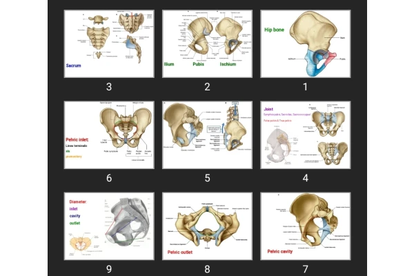 پاورپوینت Pelvis bone & muscle