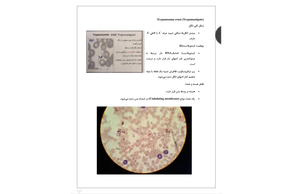 جزوه انگل شناسی عملی ۲