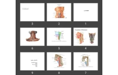 پاورپوینت حنجره Larynx