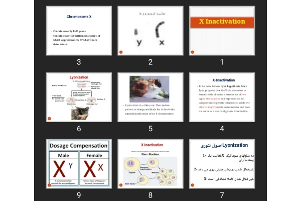 پاورپوینت X Inactivation