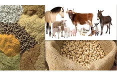 خوراک، خوراک دهی و تغذیه دام