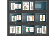 پاورپوینت پا The foot