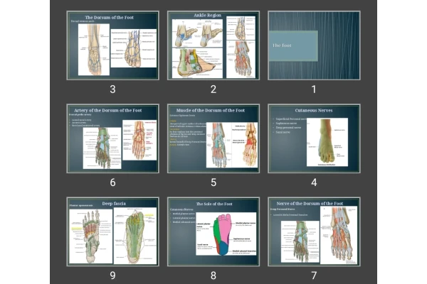 پاورپوینت پا The foot