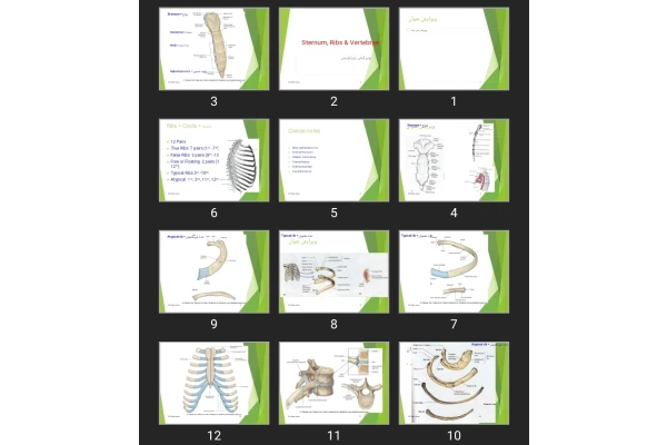 پاورپوینت Sternum, Ribs & Vertebrae