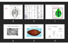 پاورپوینت Trematoda