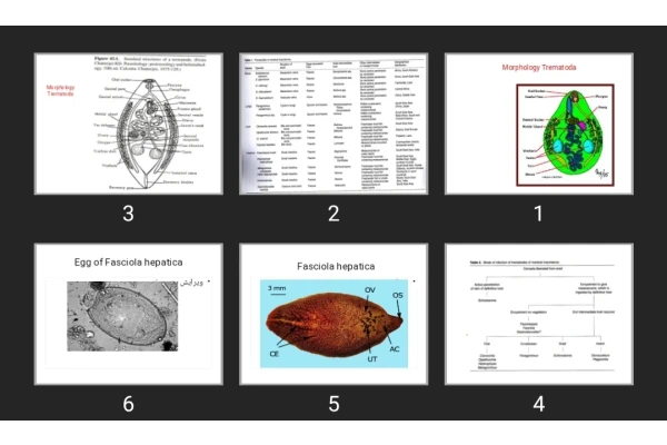 پاورپوینت Trematoda