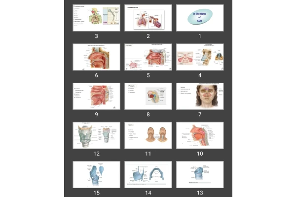 پاورپوینت Respiratory system