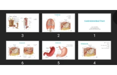 پاورپوینت Gastrointestinal Tract