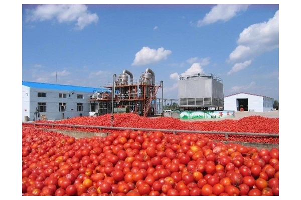 تحقیق و پژوهش رب گوجه فرنگی و تکنولوژی و فراوری آن