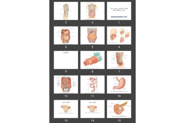 پاورپوینت گوارش (صفاق،مری ،معده و روده باریک و بزرگ)