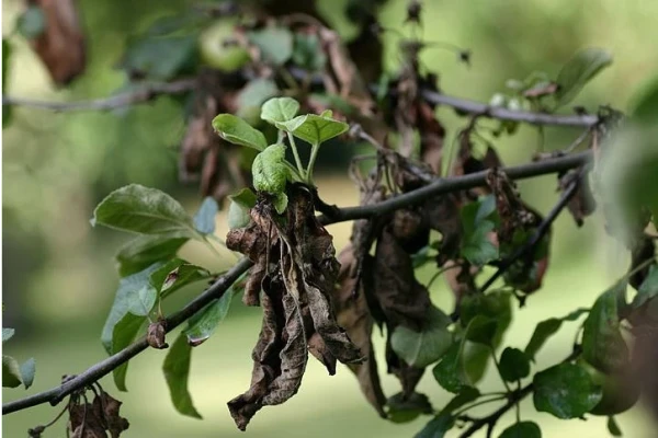 تحقیق و بررسی انواع آفات در درختان میوه