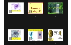 جزوه تک یاخته ها