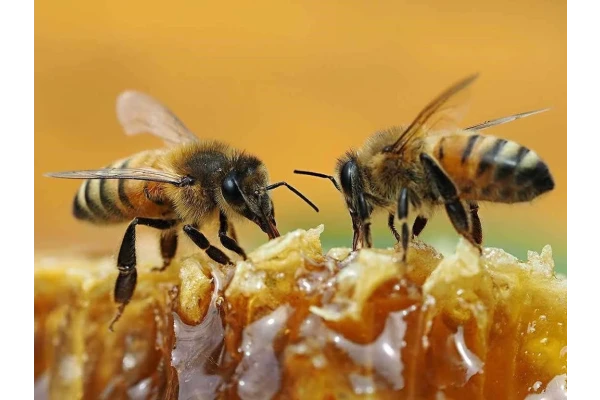   پاورپوینت نحوه تکثیر کلنی های  زنبوران عسل