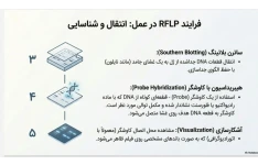 پاورپوینت /PDF تخصصی فصل 17- اصول بیوتکنولوژی گیاهی -مبحث: نشانگرهای مولکولی