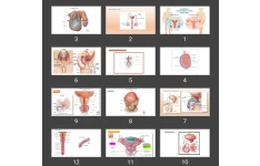 پاورپوینت reproductive system