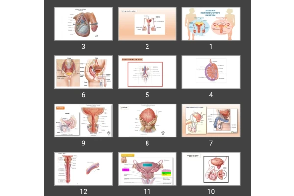 پاورپوینت reproductive system