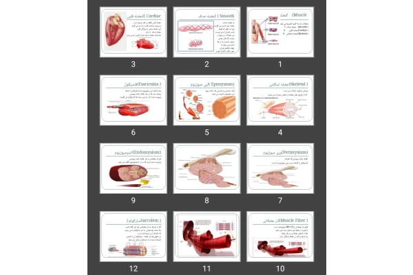 پاورپوینت عضلات
