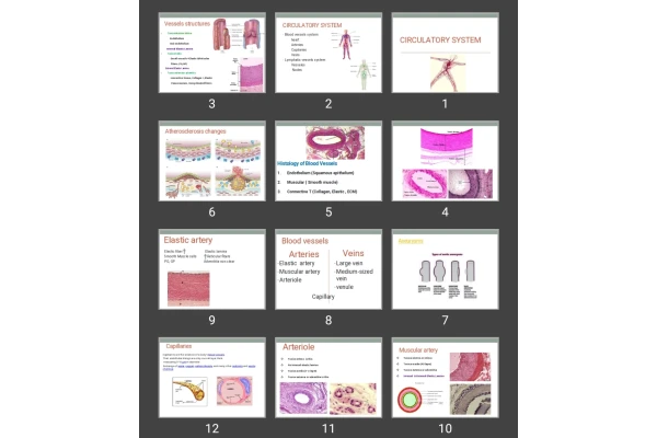 پاورپوینت CIRCULATORY SYSTEM