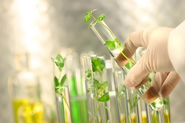   مقاله بهبود کارایی و بهره‌وری از گیاهان دارویی به کمک تکنیک‌های زیست فناوری word