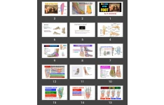 پاورپوینت Anatomy of the FOOT