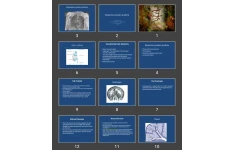 پاورپوینت Respiratory system anatomy