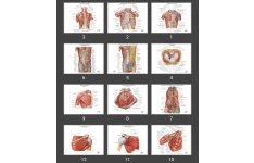 پاورپوینت ماهیچه شناسی (myology)