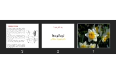 پاورپوینت ترماتودها