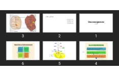 پاورپوینت گلوکونئوژنز Gluconeogenesis