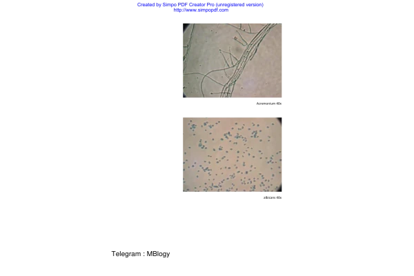 اطلس رنگی قارچ(بامبو) 🔬 نسخه کامل ✅