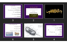 پاورپوینت شکل و ساختمان فیزیکی باکتری ها