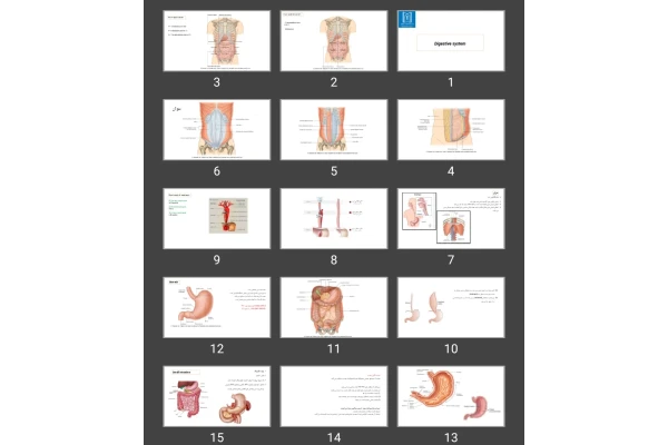 پاورپوینت Digestive system