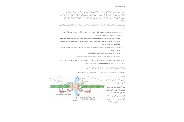 (نسخه کامل)✅           📝جزوه: Cell Cycle              🖊استاد: علیرضا اکبری